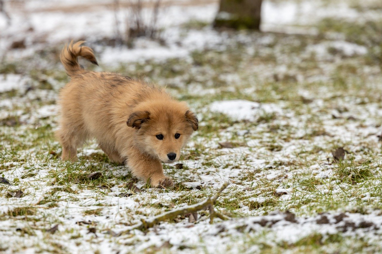 How to Create a Pet Adoption Storybook